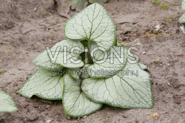 Brunnera macrophylla Silver Heart Brunnera macrophylla Silver Heart