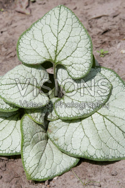 Brunnera macrophylla Silver Heart Brunnera macrophylla Silver Heart
