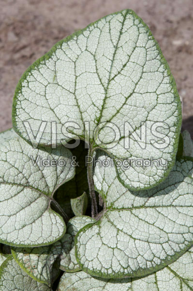 Brunnera macrophylla Silver Heart