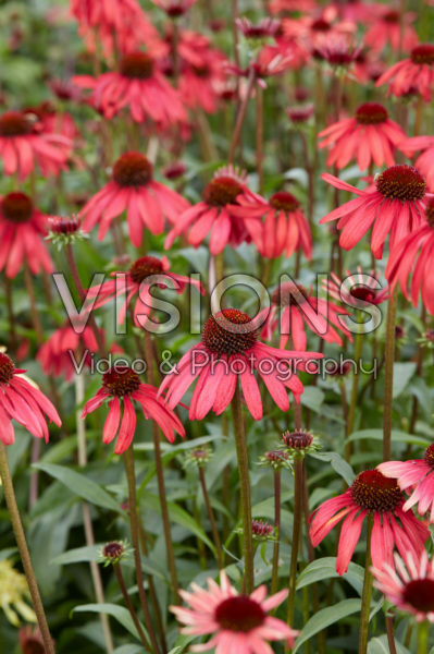 Echinacea Echinacea