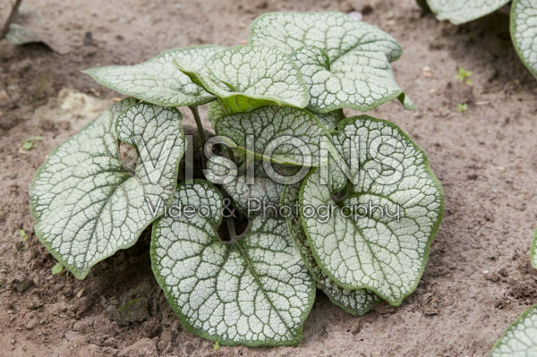 Brunnera macrophylla Sea Heart Brunnera macrophylla Sea Heart
