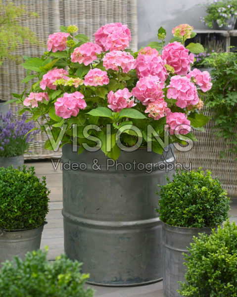 Hydrangea Ryujin