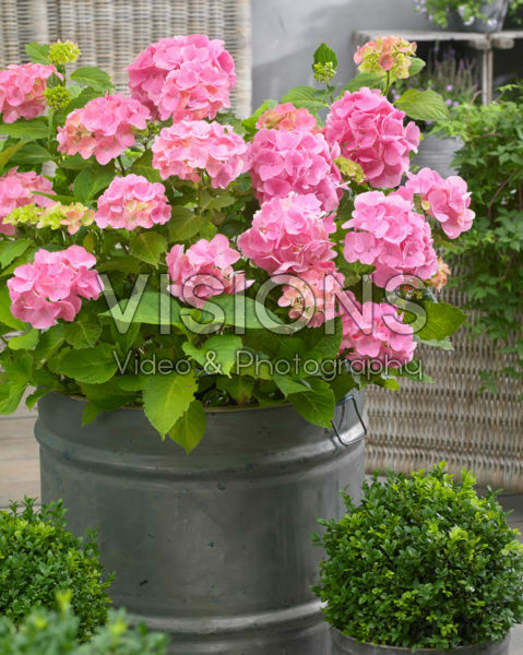 Hydrangea Ryujin Hydrangea Ryujin