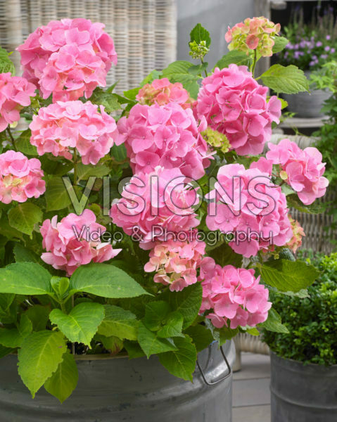 Hydrangea Ryujin Hydrangea Ryujin