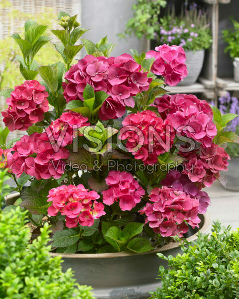 Hydrangea SK2