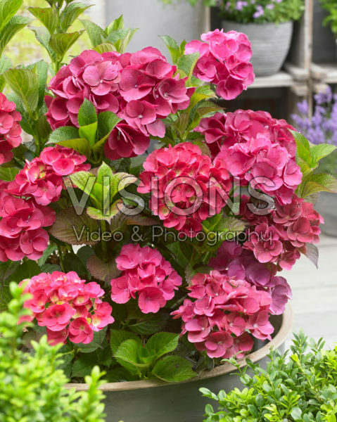 Hydrangea SK2