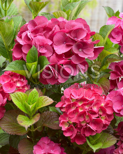 Hydrangea SK2