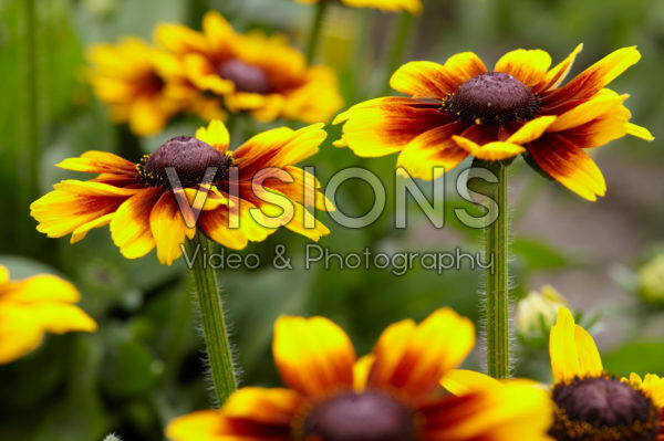Rudbeckia hirta Kissing SmileyZ™ Rudbeckia hirta Kissing SmileyZ™