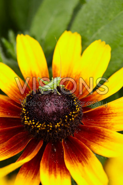 Rudbeckia hirta Kissing SmileyZ™ Rudbeckia hirta Kissing SmileyZ™