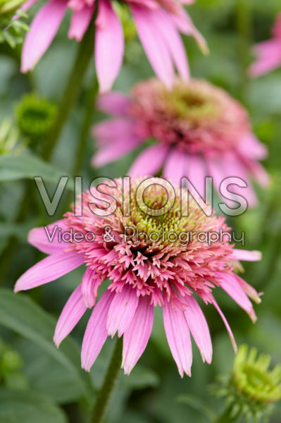 Echinacea purpurea Cotton Candy Echinacea purpurea Cotton Candy