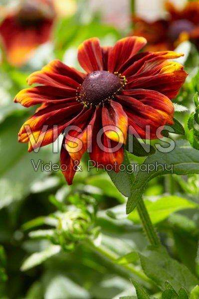 Rudbeckia Garden SmileyZ™