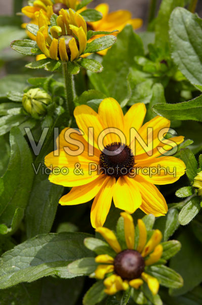 Rudbeckia