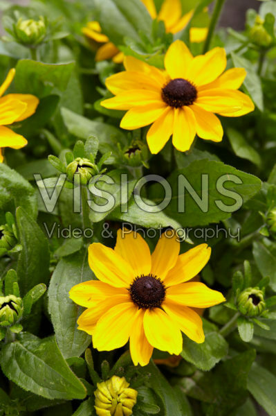 Rudbeckia