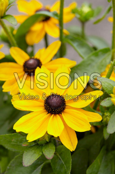 Rudbeckia