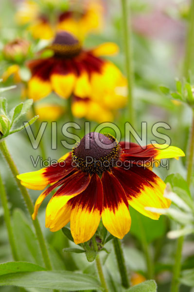 Rudbeckia Rudbeckia