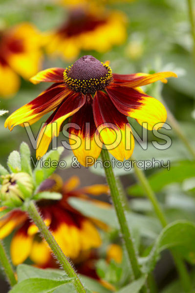 Rudbeckia Rudbeckia