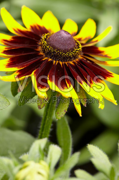Rudbeckia Rudbeckia
