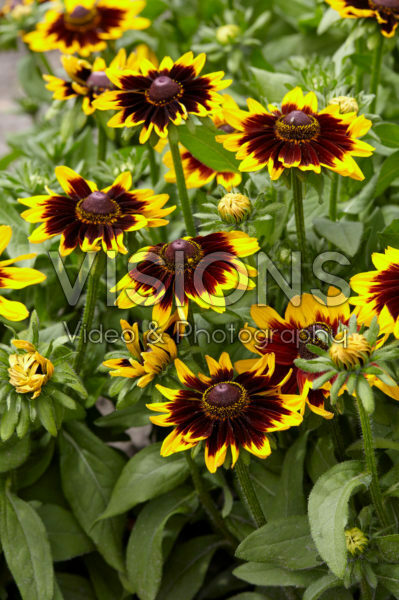 Rudbeckia Rudbeckia