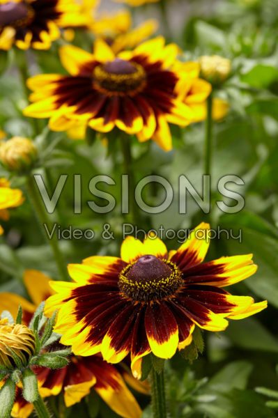 Rudbeckia Rudbeckia