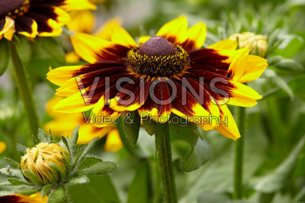 Rudbeckia Rudbeckia