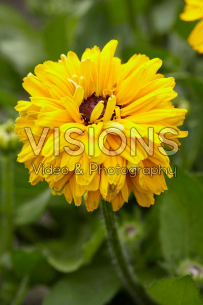 Rudbeckia