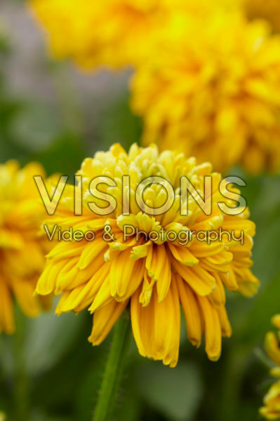 Rudbeckia