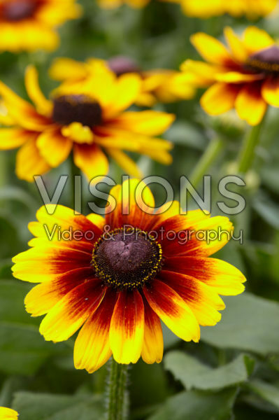 Rudbeckia Rudbeckia
