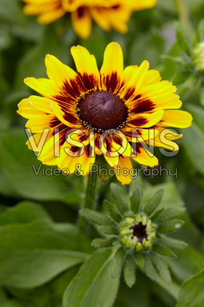 Rudbeckia hirta Giggling SmileyZ™ Rudbeckia hirta Giggling SmileyZ™