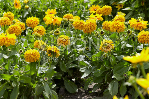 Rudbeckia