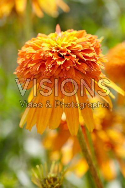 Echinacea Marmalade Echinacea Marmalade