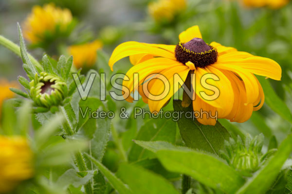 Rudbeckia