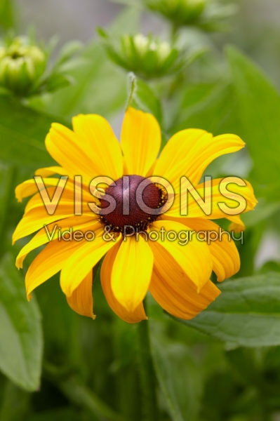 Rudbeckia Rudbeckia