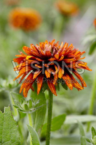 Rudbeckia Rudbeckia