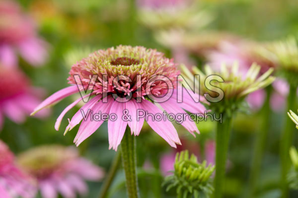 Echinacea purpurea Cotton Candy Echinacea purpurea Cotton Candy
