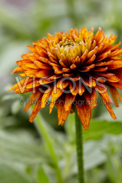 Rudbeckia Rudbeckia