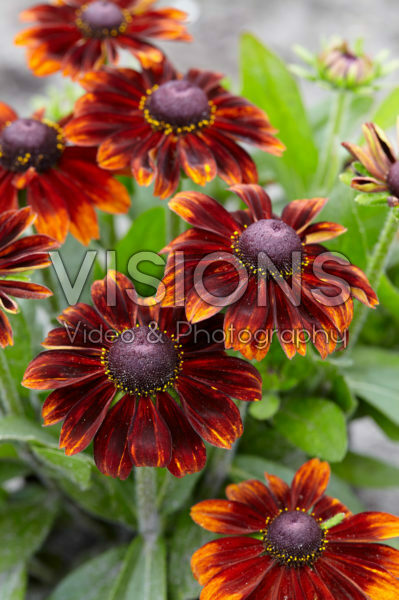 Rudbeckia Rudbeckia