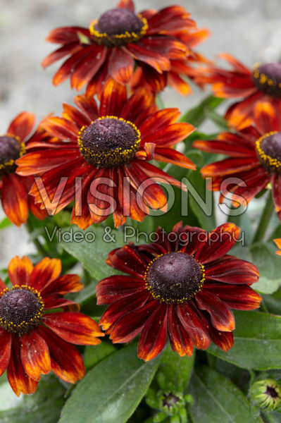 Rudbeckia Rudbeckia