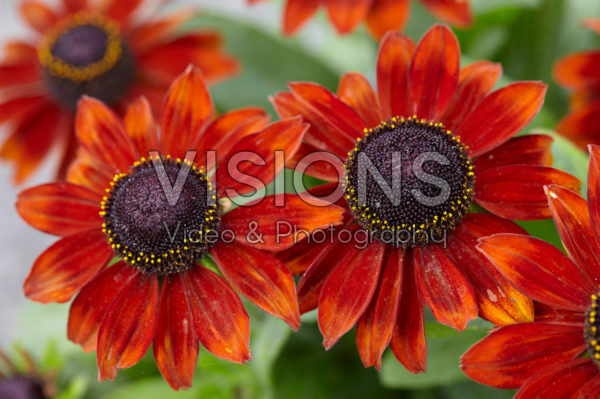 Rudbeckia Rudbeckia