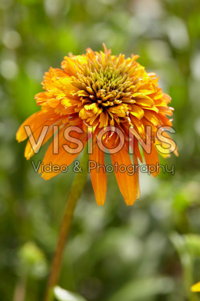 Echinacea Marmalade