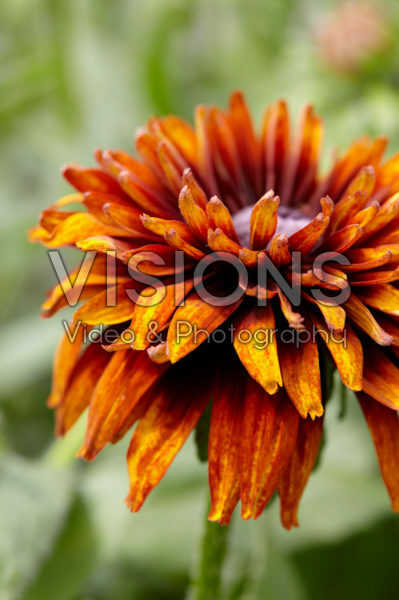 Rudbeckia Rudbeckia
