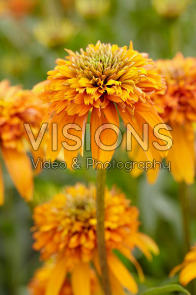 Echinacea Marmalade Echinacea Marmalade