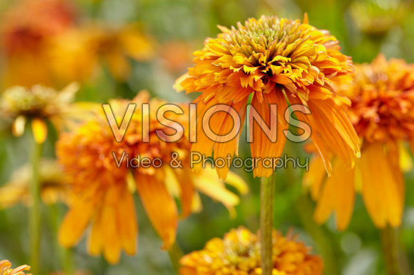 Echinacea Marmalade Echinacea Marmalade