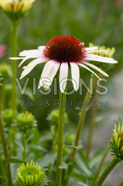 Echinacea Pink Tip