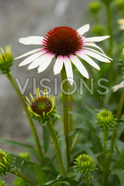 Echinacea Pink Tip Echinacea Pink Tip