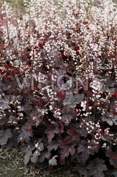 Heucherella Infinity Heucherella Infinity