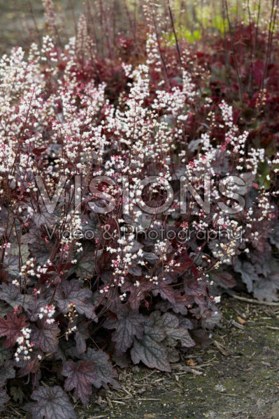 Heucherella Infinity Heucherella Infinity
