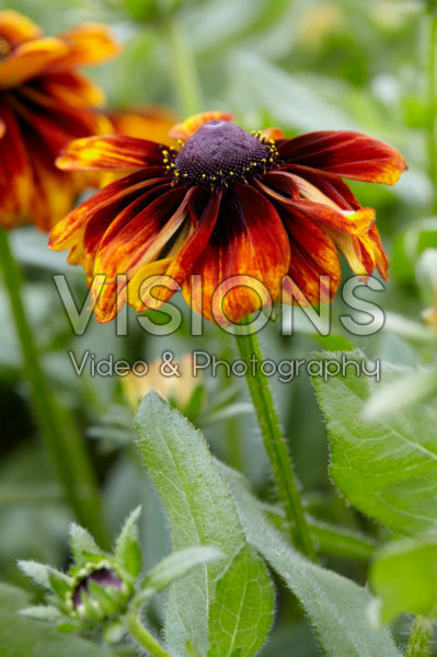 Rudbeckia