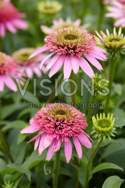 Echinacea purpurea Cotton Candy Echinacea purpurea Cotton Candy