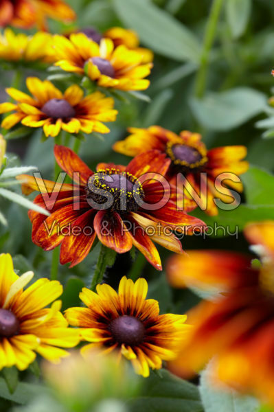 Rudbeckia