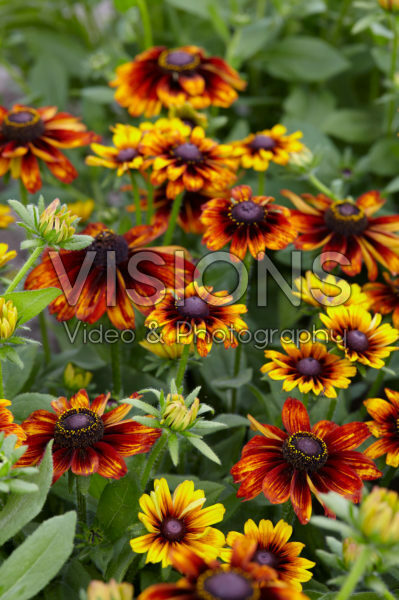 Rudbeckia